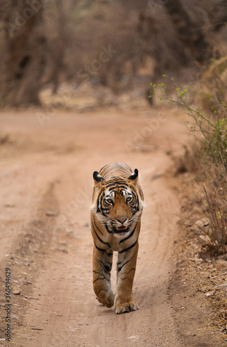 Tiger cub walking on the road