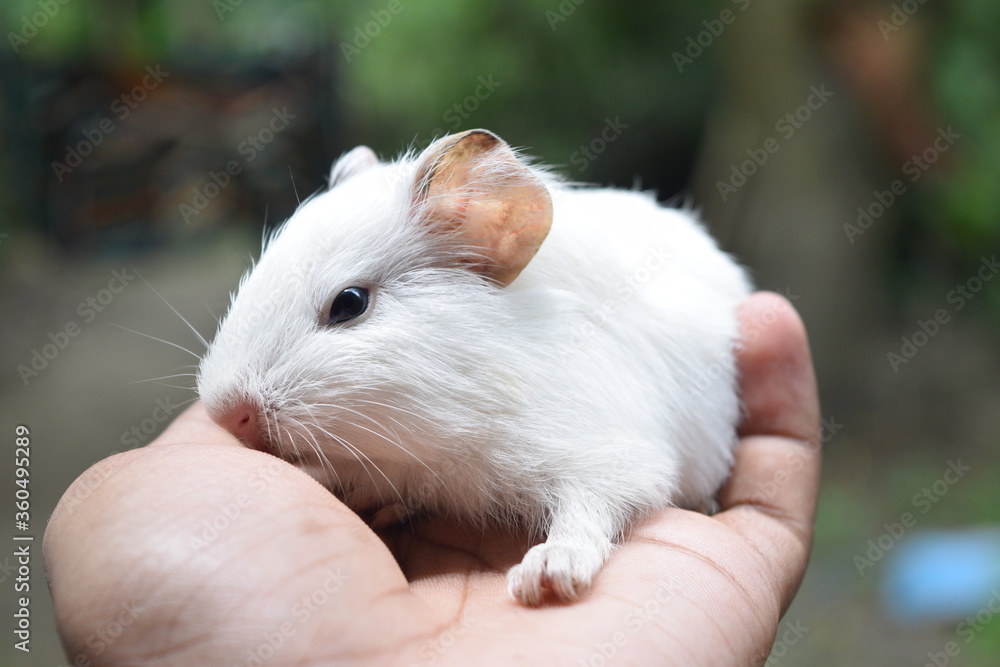 A cute baby guinea pig on hand close photography during winter A cute baby guinea pig on hand close photography during winter