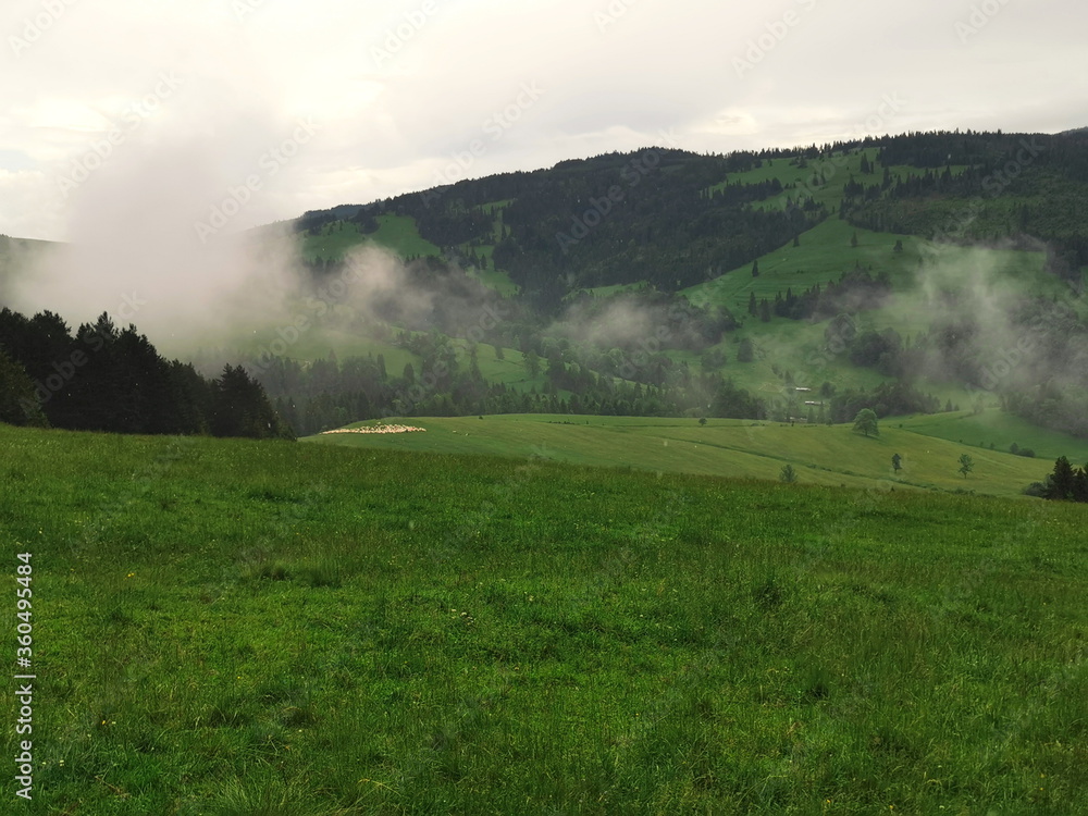 Poland Beskid Sadecki. A flock of sheep grazing in a clearing. Poland Beskid Sadecki. A flock of sheep grazing in a clearing.