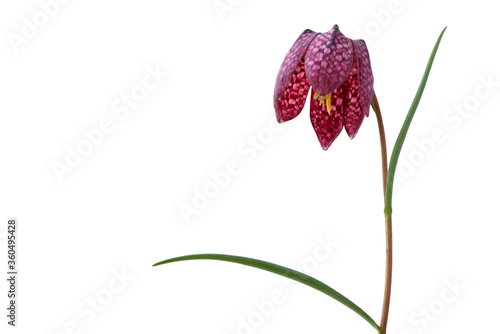 Flower Purple Fritillaria meleagris or chess flower isolated on white background