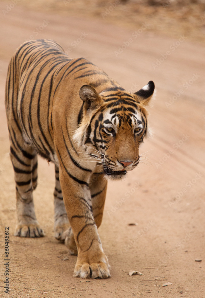 Obraz premium Tiger cub on the mud track, Ranthambore Tiger Reserve