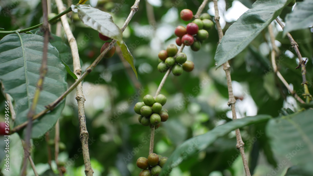 Photo of coffee plant good for background etc Photo of coffee plant good for background etc