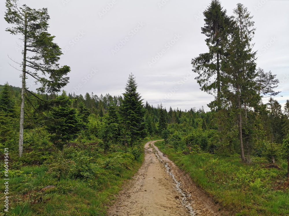 Poland Beskid Sadecki Jaworki. A sandy mountain road running through a clearing.