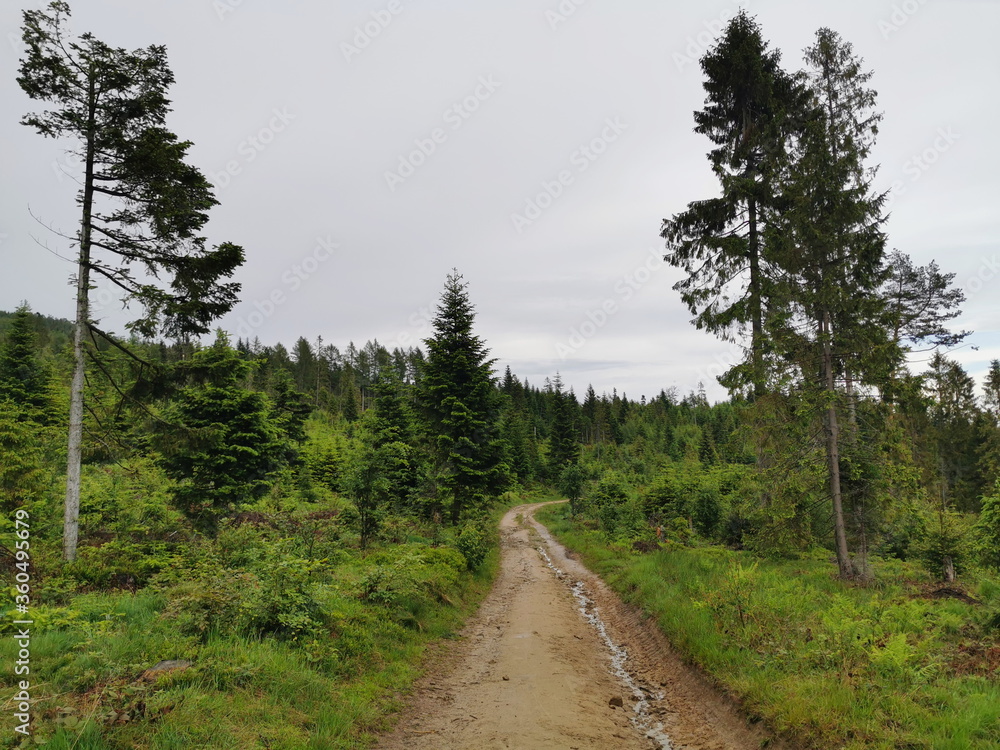 Poland Beskid Sadecki Jaworki. A sandy mountain road running through a clearing.