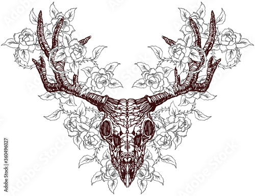Realistic detailed hand drawn illustration of an old animal deer skull with big horns and roses background. Graphic tattoo style art on occult theme. Design for t-shirt print.