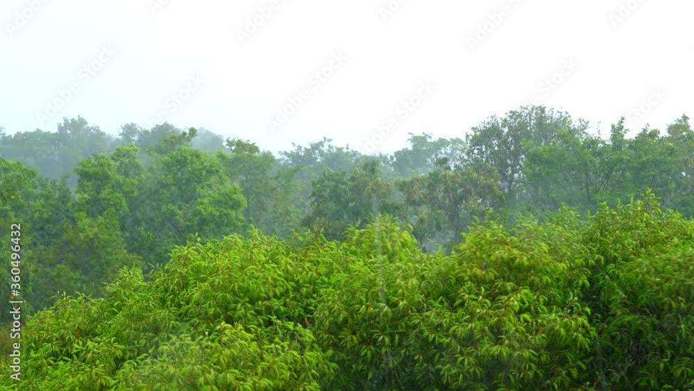 Heavy rain shower and strong wind above the trees. Top view with trees in the forest,Severe storm beats evergreen trees.