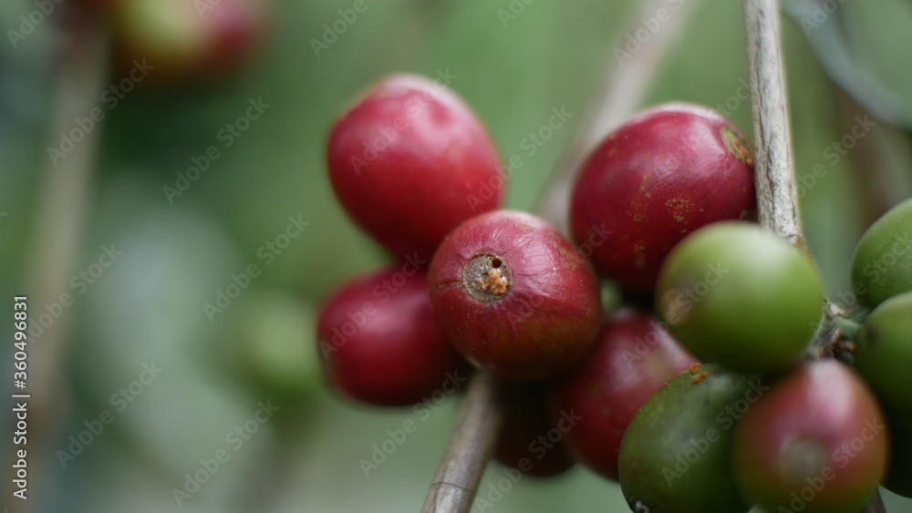 Photo of coffee plant good for background etc Photo of coffee plant good for background etc