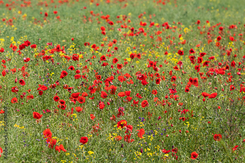 red poppy flowers in a field, banner