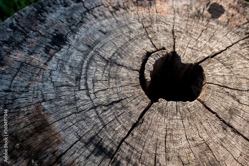 Closeup of flat wood texture. Old tree stump texture background.