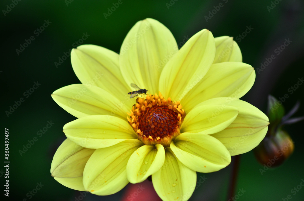 Photo macro d'une belle fleur jaune Photo macro d'une belle fleur jaune