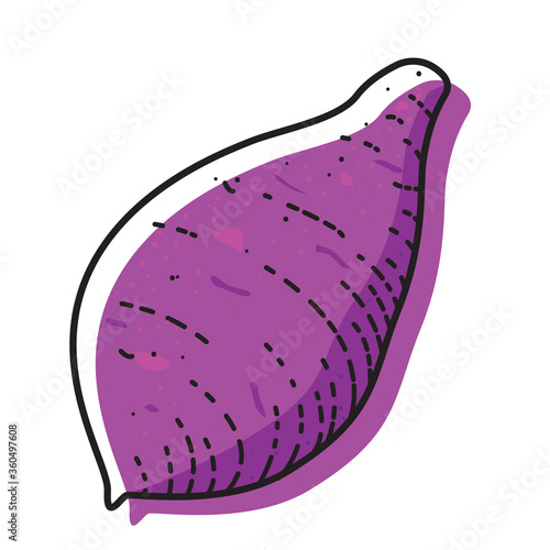 Purple potato isolated on white background. Vector illustration of vegetable