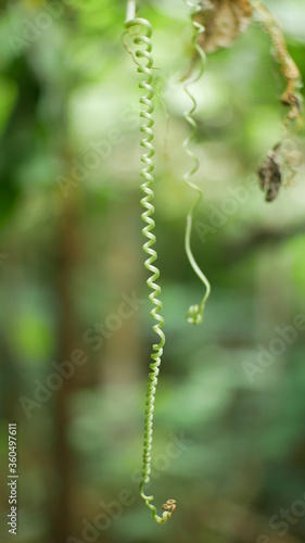 Photo of chayote plant good for background etc