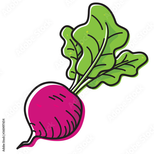 Radish isolated on white background. Vector illustration of vegetable.