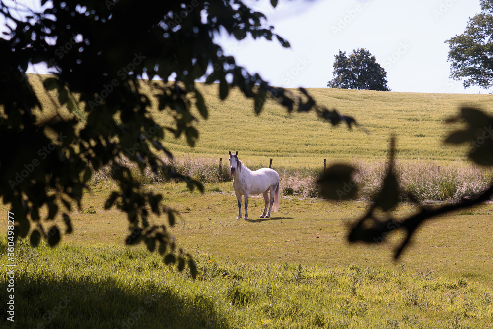 Naklejka premium Pferd auf Wiese