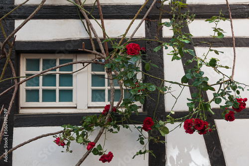 Rosenstrauch vor Fenster photo