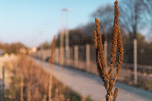 Dry brown plant on hot evening