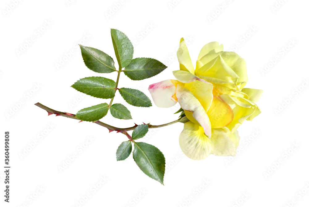 Naklejka premium Yellow rose flower with green leaves isolated on white