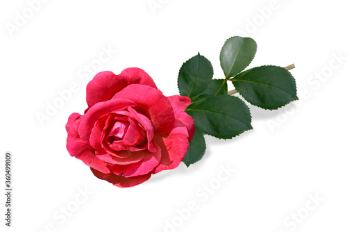 red single rose isolated on white