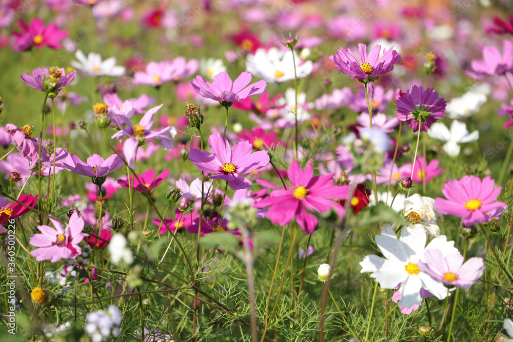 Cosmos flower garden that bloomed