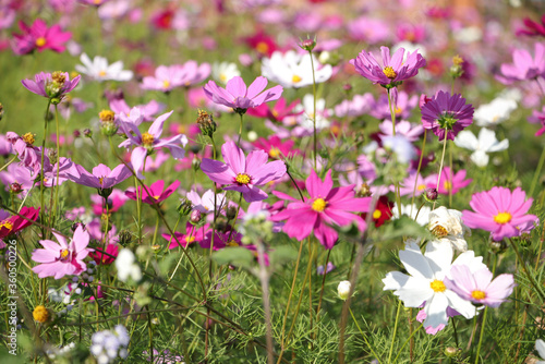 Cosmos flower garden that bloomed