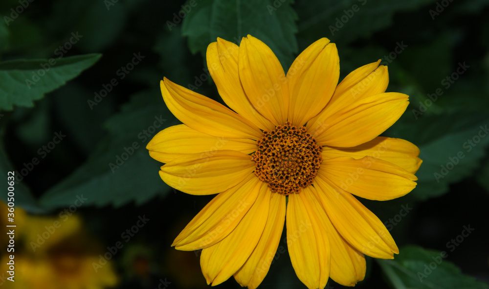 Yellow flowers in the garden. Evening garden. Yellow flowers in the garden. Evening garden.