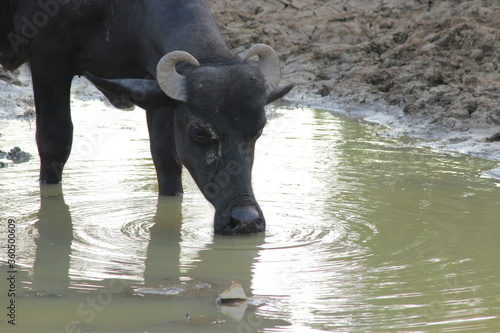 Young murrah buffalo standing in mud and drinking  water in water pond in small village in India  photo