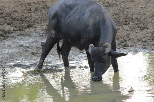 Young murrah buffalo standing in mud and drinking water in water pond in small village in India 
