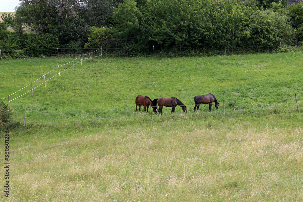 Horses graze in the summer on the meadow Horses graze in the summer on the meadow