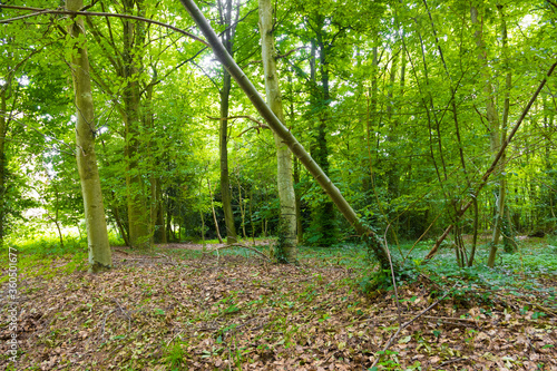 Beautiful wild forest during the spring season on a sunny day. Green foliage. Luxurious peaceful nature & sunlight. Gorgeous preserved landscape. Normandy, France. photo