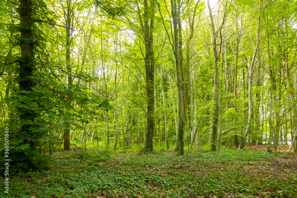 Beautiful wild forest during the spring season on a sunny day. Green foliage. Luxurious peaceful nature & sunlight. Gorgeous preserved landscape. Normandy, France. Beautiful wild forest during the spring season on a sunny day. Green foliage. Luxurious peaceful nature & sunlight. Gorgeous preserved landscape. Normandy, France.