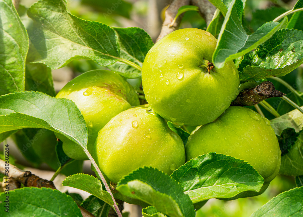 Obraz premium Green apples on a branch ready for harvest, in the open sun after rain. Defocus
