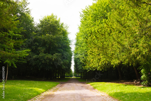 Beautiful alley in a french park during the spring season on a sunny day. Green foliage. Luxurious peaceful nature. Gorgeous landscape. Normandy, France. photo