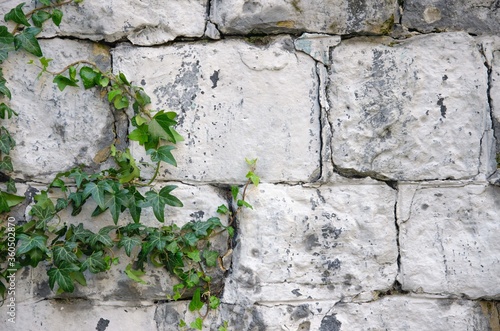 Old stone wall overgrown with ivy background