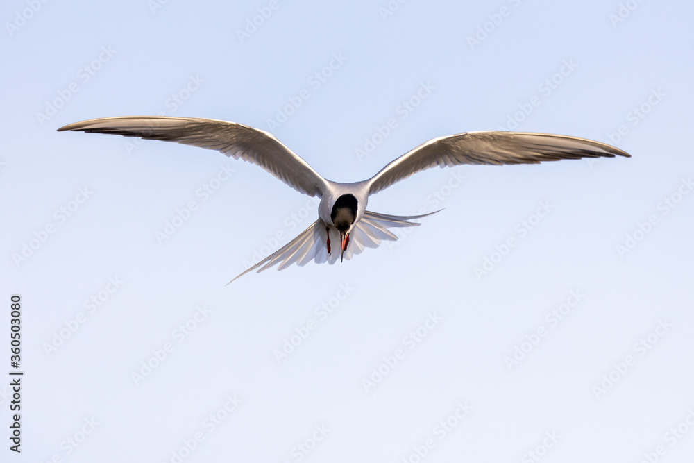 Fototapeta premium Common tern Sterna hirundo full frontal in flight with bright background