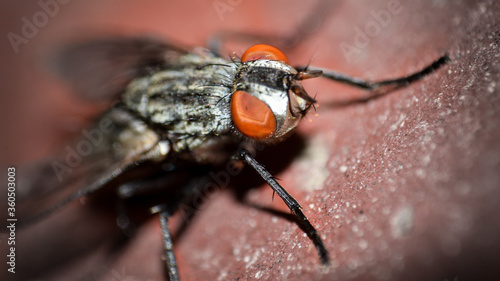 A fly sits on brick macro photography in village.