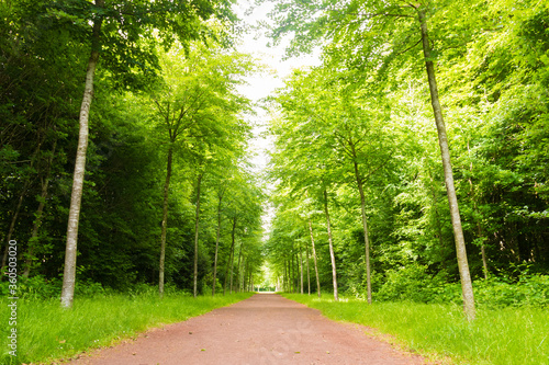 Beautiful alley in a french park during the spring season on a sunny day. Green foliage. Luxurious peaceful nature. Gorgeous landscape. Normandy, France. photo