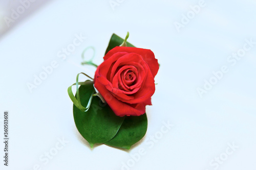 red rose on a white background