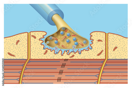 Canvas Print Synapse of the nervous system. Neuromuscular