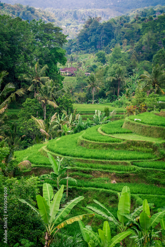 Beautiful green rice fields in Bali island