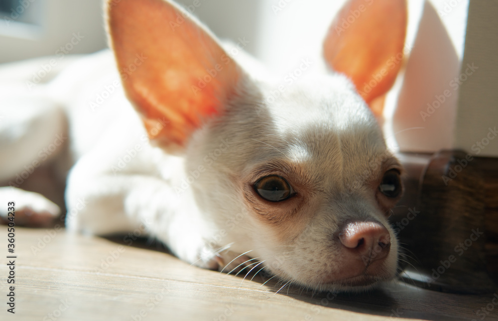 Chihuahua dog puppy of white color. Walking and caring for domestic dogs