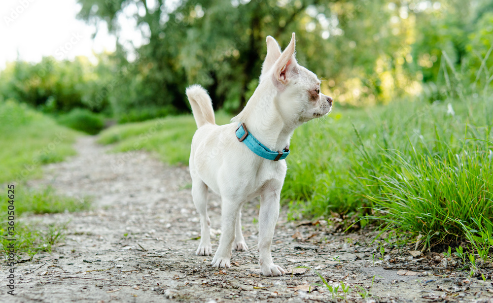 .Chihuahua dog puppy of white color. Chihuahua dog breeding culture in the world .Chihuahua dog puppy of white color. Chihuahua dog breeding culture in the world