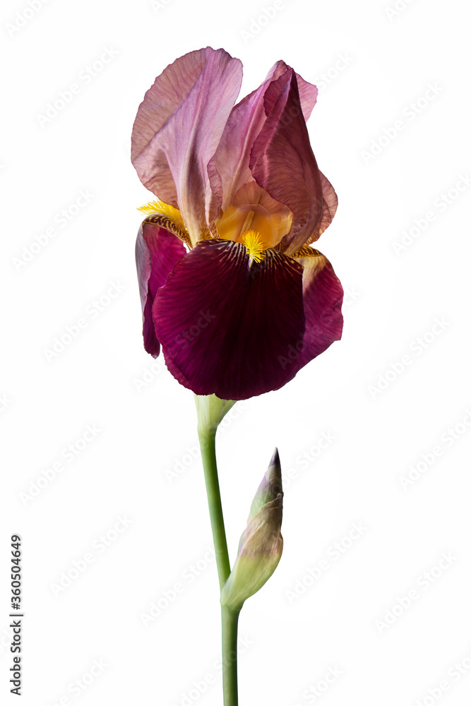 Fototapeta premium Single purple flower of a dwarf bearded iris isolated against a white background