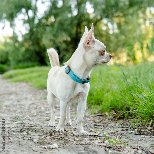 white puppy chihuahua dog walking on a green meadow © contentdealer
