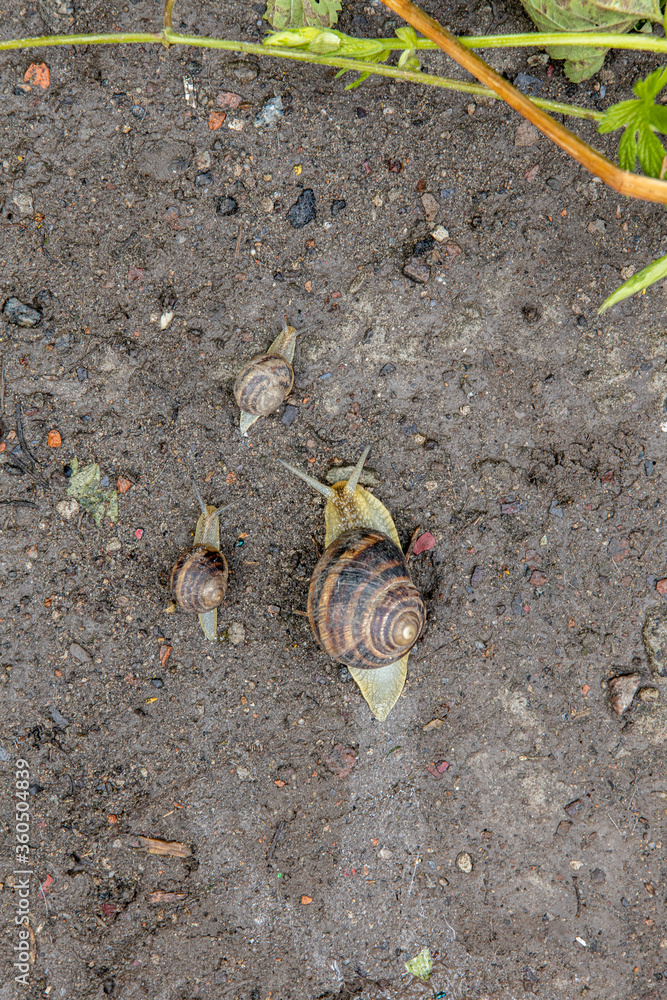 the grape garden snail drags its shell. Eatable dishes the grape garden snail drags its shell. Eatable dishes