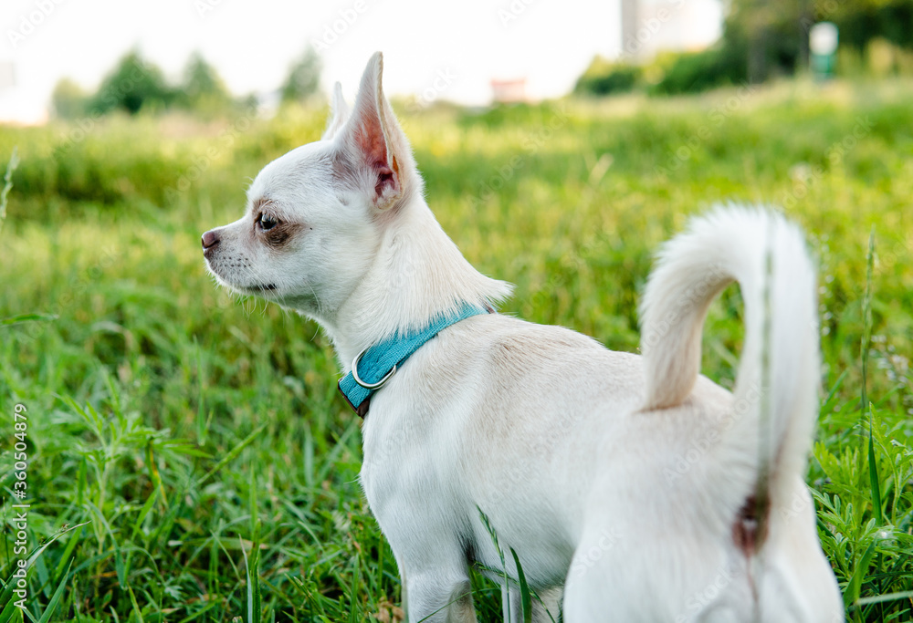 white puppy chihuahua dog walking on a green meadow white puppy chihuahua dog walking on a green meadow