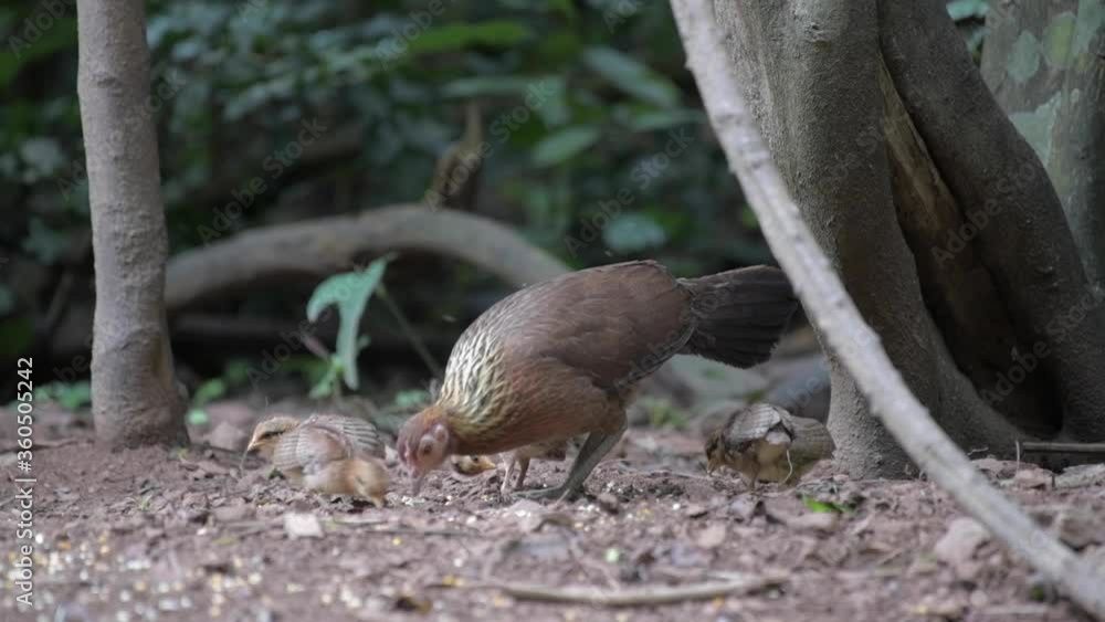 Red Junglefowl (Gallus gallus) female. Red Junglefowl (Gallus gallus) female.