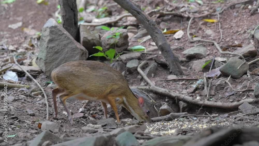 Lesser Mouse Deer at Kaeng Krachan National Park Kanchanaburi Province,Thailand Lesser Mouse Deer at Kaeng Krachan National Park Kanchanaburi Province,Thailand