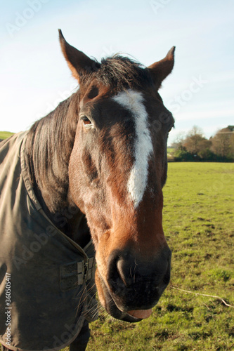 portrait of a horse