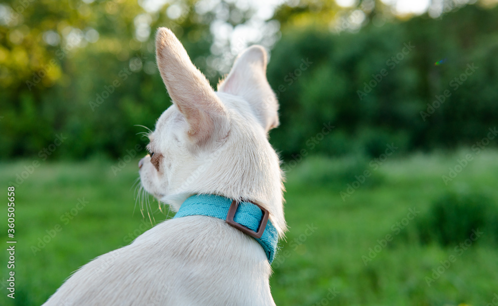 white puppy chihuahua dog walking on a green meadow white puppy chihuahua dog walking on a green meadow