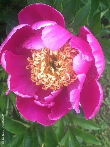 Blüte pink